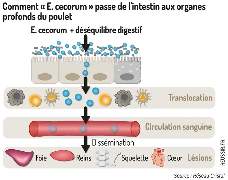 <em class="placeholder">Comment E. cecorum passe de l&#039;intestin aux organesprofonds du poulet</em>