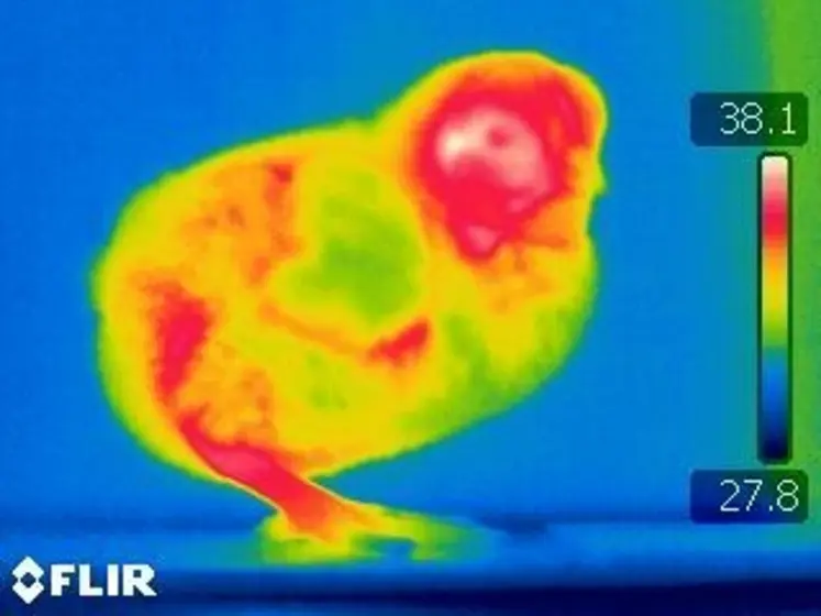 <em class="placeholder">Visualisation des pertes énergétiques d&#039;un poussin.Chauffer longtemps au delà des 32 ° C les premiers jours peut être néfaste au poussin.</em>