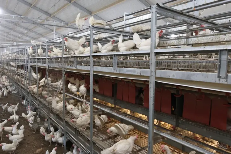 <em class="placeholder">La nouvelle volière Pro 11 pour poules installée aux Pays Bas.</em>