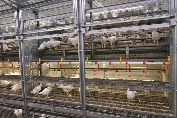 <em class="placeholder">La volière Pro Motion de Hellmann permet aux poulettes (ici à 37 jours) d’apprendre rapidement à évoluer dans un environnement complexe (voir les plaques chauffantes au ...</em>