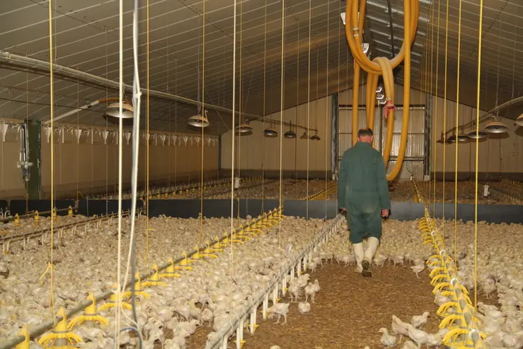 <em class="placeholder">biodevas Olivier Rousseau qualité de l&#039;eau poulets éleveur surveillance travail</em>