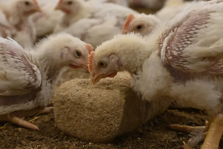 <em class="placeholder">Le bloc à picorer stimule les comportements d’exploration des poulets</em>