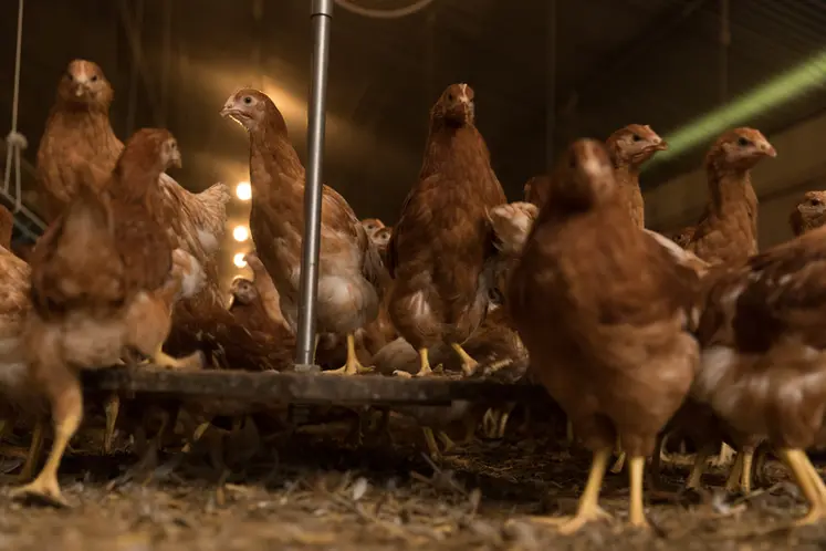 <em class="placeholder">Il faut viser 80% d&#039;homogénéité des poids des poulettes sur toute la croissance.</em>