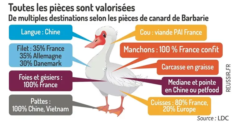 <em class="placeholder">Graphique : Toutes les pièces sont valoriséesDe multiples destinations selon les pièces de canard de Barbarie</em>