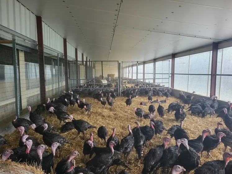 <em class="placeholder">Les dindes élevées pour le distributeur Albert Heijn doivent avoir accès à un préau et être à croissance plus lente afin d’obtenir le label Beter leven niveau 1.</em>