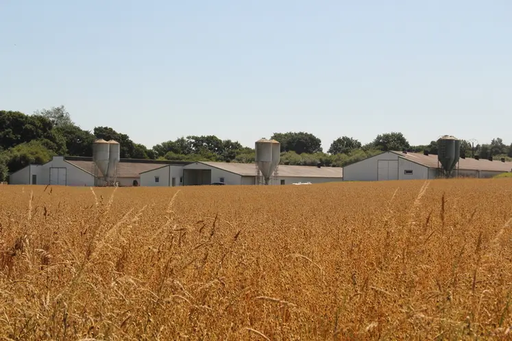 <em class="placeholder">référent crédit agricole éleveur poulettes  blanches paysage</em>