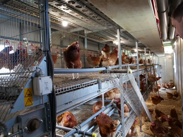 <em class="placeholder">Les poules sont logées dans une volière réglementairement équipée de perchoirs, nids, zones de grattage, abreuvoirs et mangeoires.</em>