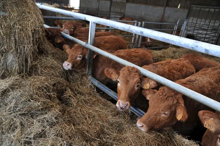<em class="placeholder">Julien Mazerolle produit de bovin limousin</em>
