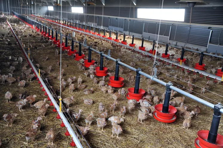 <em class="placeholder">Les b‰timents de poulets Label rouge de GŽraldine et Julien Mazerolle ont ŽtŽ sur-ŽquipŽs</em>