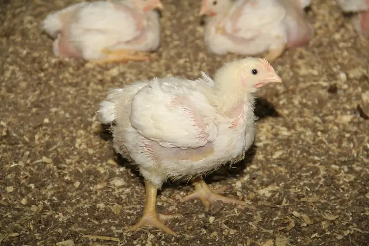 <em class="placeholder">La maîtrise des pododermatites en poulet lourd sexé nécessite l&#039;emploi de matériaux de litière plus coûteux que la paille.</em>