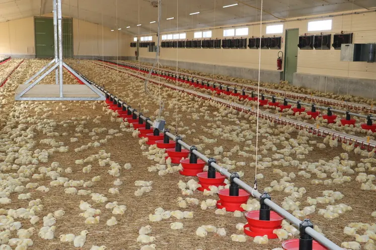 <em class="placeholder">Dans le bâtiment neuf démarré en janvier 2024, l&#039;indice de consommation atteint 1,56 avec un gain moyen quotidien de 63 g pour du poulet lourd de 42 jours de 2,8 kg de ...</em>