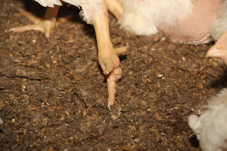 coussinet plantaire d'un poulet lourd sexé