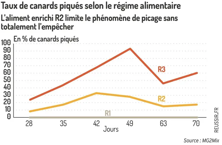 <em class="placeholder">Graphique = Taux de canards piqués selon le régime alimentaireL’aliment enrichi R2 limite le phénomène de picage sans totalement l’empêcher</em>