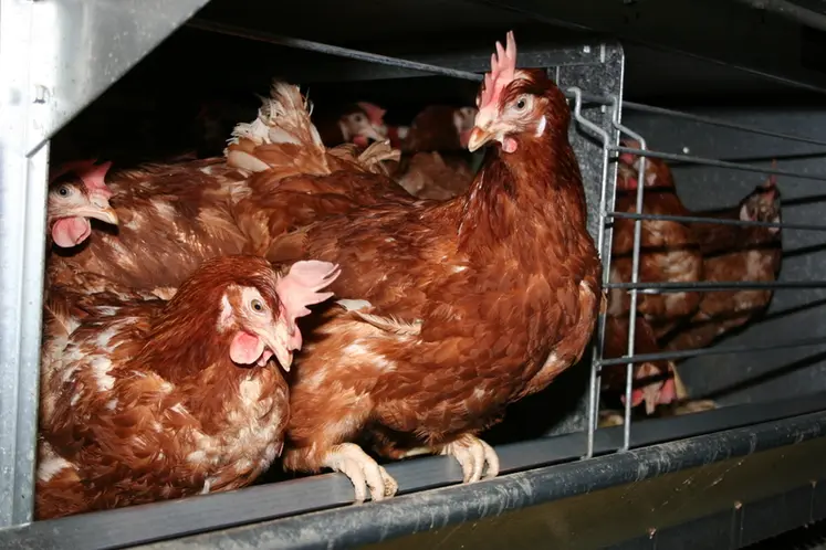 <em class="placeholder">poules pondeuses en cages Meller tapis grattage</em>