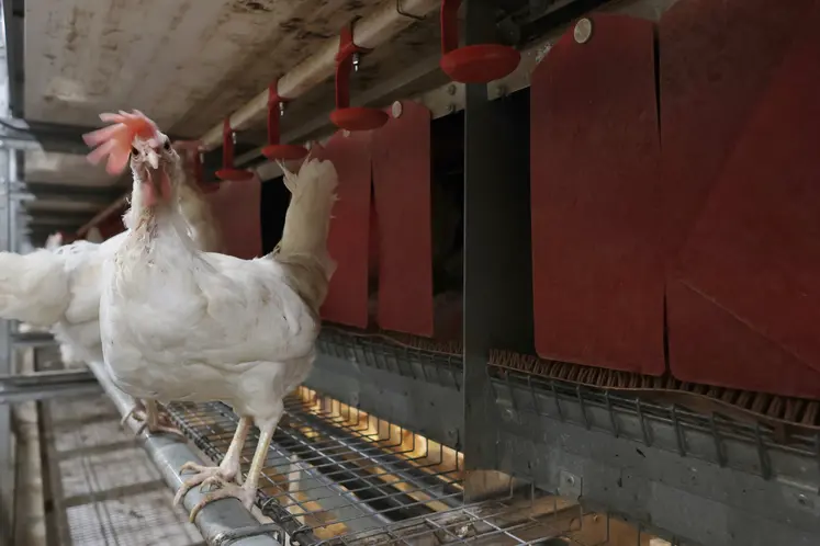 Poule pondeuse blanche dans une volière aux Pays Bas. 