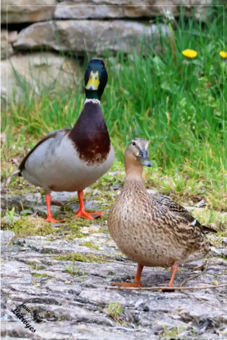 <em class="placeholder">Le canard Colvert, ancêtre du canard Pékin, dort et niche au sol ou sur l’eau.</em>