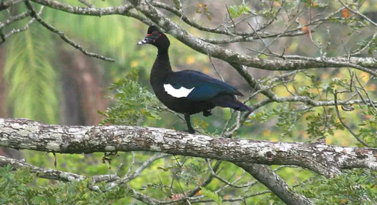 <em class="placeholder">L’ancêtre du canard de Barbarie, le canard Musqué, aime se percher dans les arbres.</em>