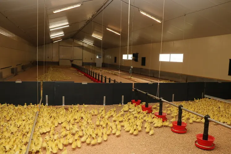 <em class="placeholder">Avec la litière et la densité diminuée contribuant au confort des animaux, les éleveurs de la CPASL ont le sentiment de mieux répondre au bien-être animal et aux ...</em>