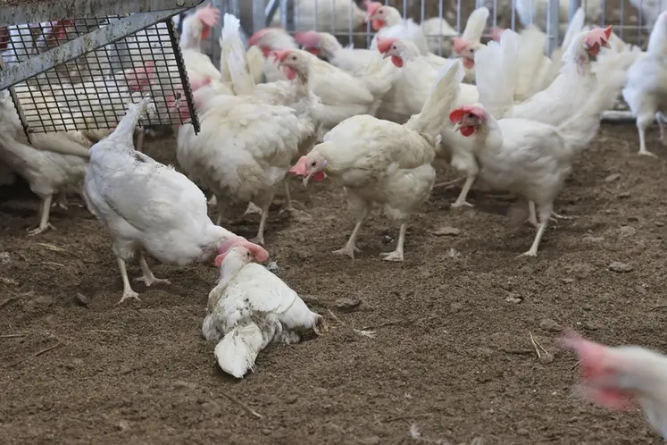 <em class="placeholder">Des poules qui s’étirent et prennent des bains de poussière dans une litière friable de bonne consistance</em>
