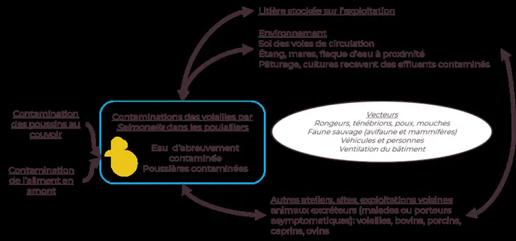 <em class="placeholder">Volailles : pourquoi les salmonelles sont difficiles à combattre </em>