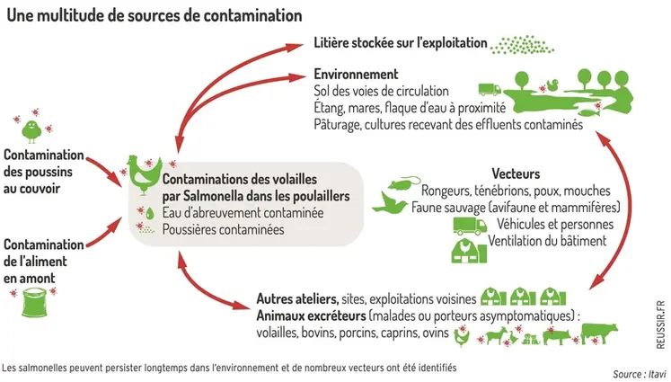 <em class="placeholder">Graphique = Une multitude de sources de contaminationLes salmonelles peuvent persister longtemps dans l’environnement et de nombreux vecteurs ont été identifiés</em>