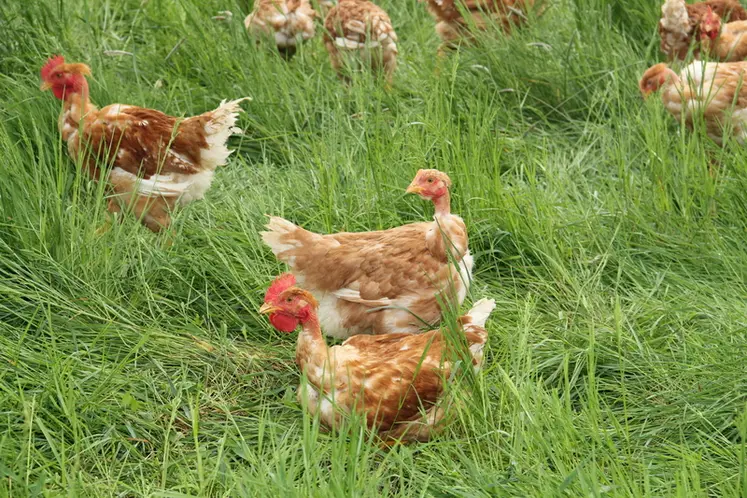 <em class="placeholder">poulet label rouge noir parcours</em>