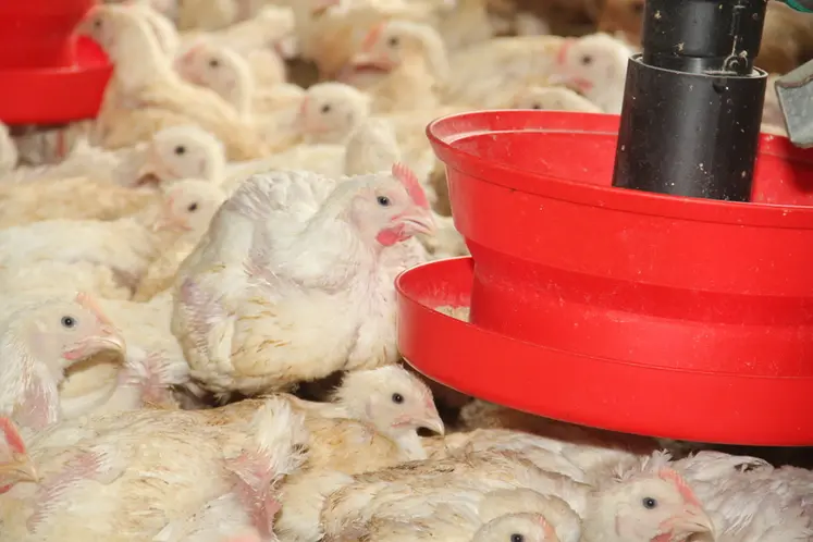 <em class="placeholder">poulet lourd devant mangeoire </em>