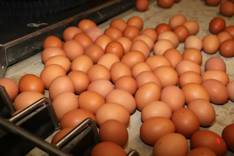 oeufs bruns de poules pondeuses sur l'emballeuse dans un élevage