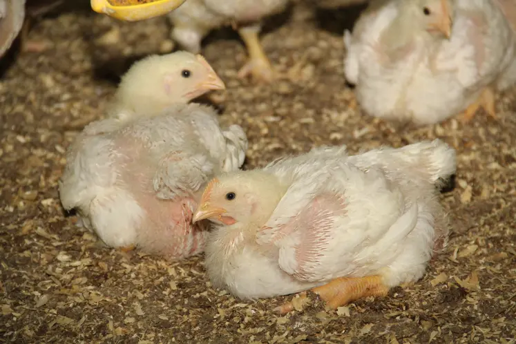 poulet lourd jeune sur litière de copeau