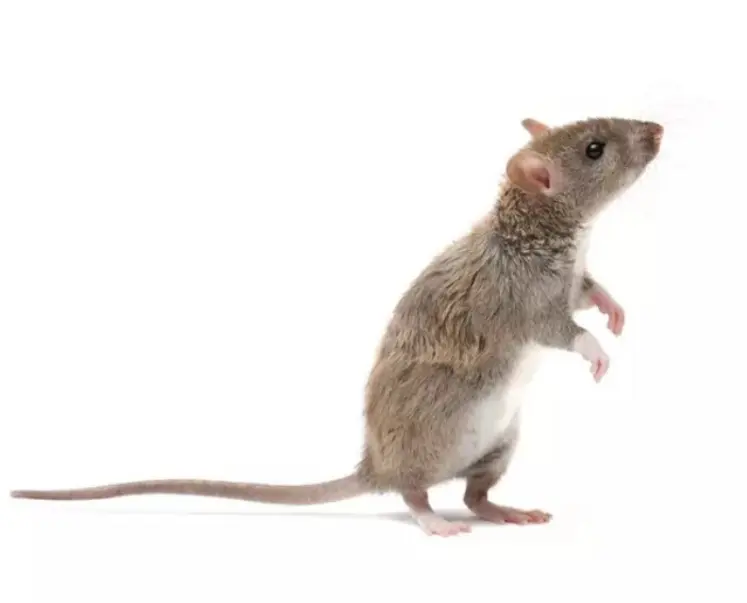 <em class="placeholder">rongeurs rat brun</em>