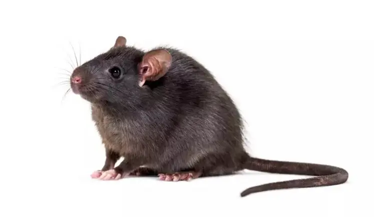<em class="placeholder">rongeur rat noir</em>