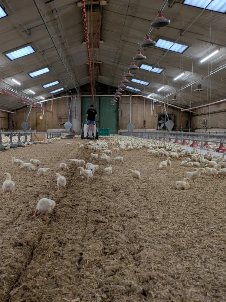 <em class="placeholder">Les poulets retournent immédiatement dans la zone aérée.</em>