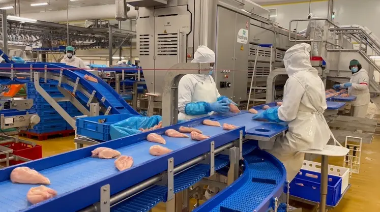 <em class="placeholder">1. Après trois heures de ressuyage, les carcasses de poulet transitent dans la zone de découpe primaire. Le pelage, le retrait des filets et des aiguillettes sont ...</em>