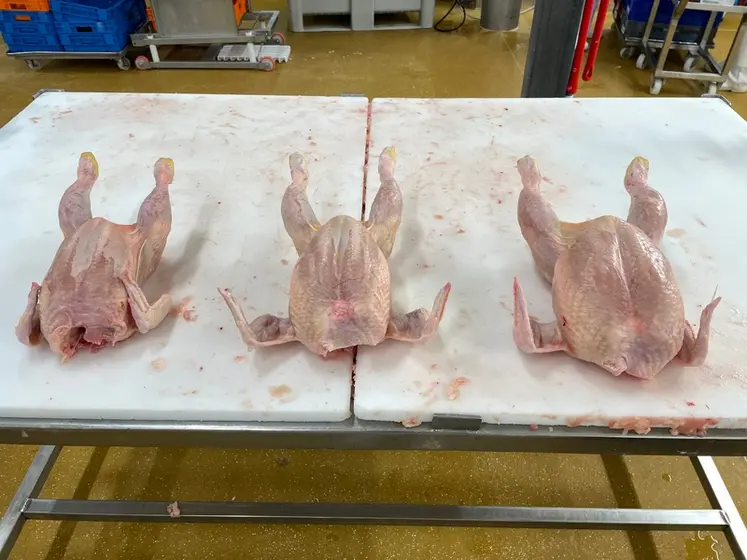 <em class="placeholder">3. Avec trois catégories de volailles abattues (femelles de 2,5 kg, mâles semi-lourds de 2,8 kg et lourds de 3,1 kg), le poids de filet varie de moins de 200 g à 400 g.</em>
