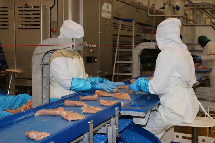 <em class="placeholder">Sur le site de poulet lourd de Languidic, 100 % des produits sont au minimum désossés, voire découpés en pièces et calibrés.</em>