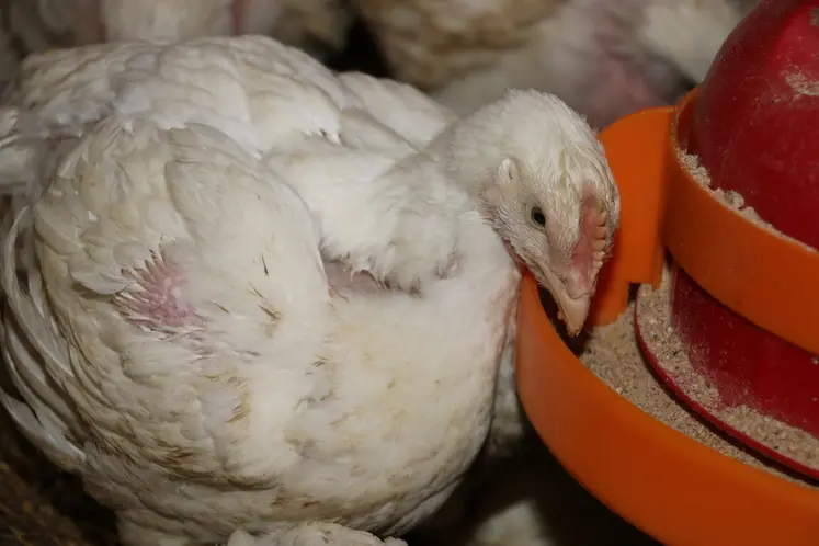 <em class="placeholder">poulet lourd s&#039;alimentant dans une mangeoire </em>