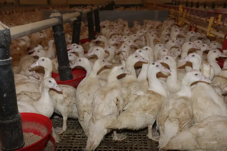 <em class="placeholder">Les éleveurs de canards étaient privés depuis quinze mois d'un volume d'exportations représentant 10 % de la production nationale.</em>