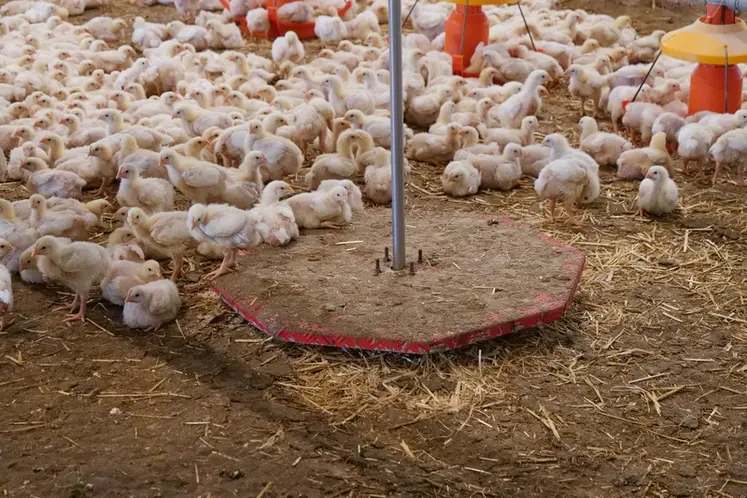 <em class="placeholder">Le peson se révèle davantage utile pour suivre la courbe de poids des poulets de chair.</em>