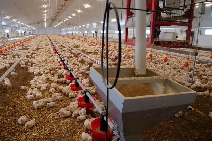 <em class="placeholder">Le bâtiment de 2000 m2 a bénéficié d’une première vague d’aménagement avec une ligne d’alimentation et d’abreuvement spécifique aux poulets.</em>
