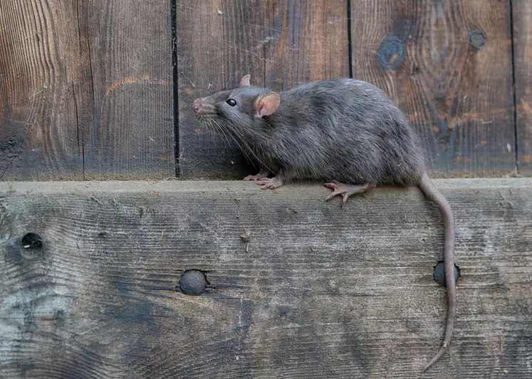 <em class="placeholder">Les conditions favorables qu&#039;offrent les bâtiments avicoles – chaleur, nourriture, refuges – permettent l&#039;installation de rongeurs, en particulier du rat brun.</em>