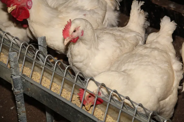 <em class="placeholder">élevage reproducteurs poules coq ross 308 souche lourde Zoé Prual Jean-Pierre Gallais Couvéo</em>