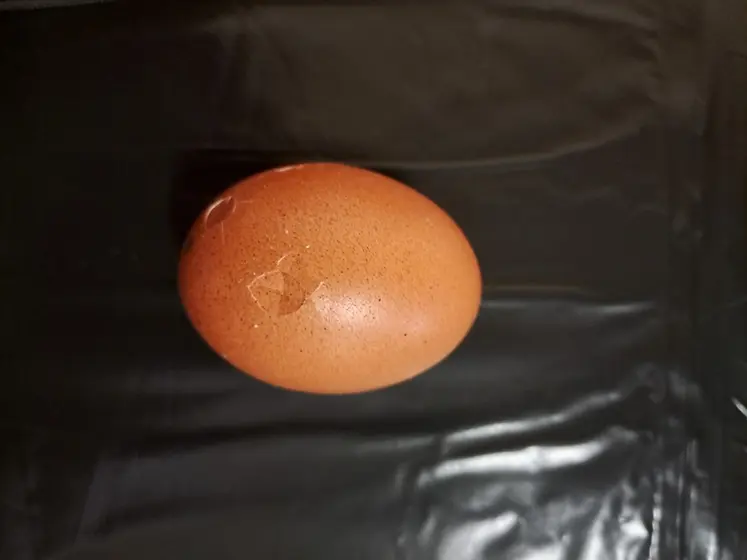 <em class="placeholder">œuf fragile</em>