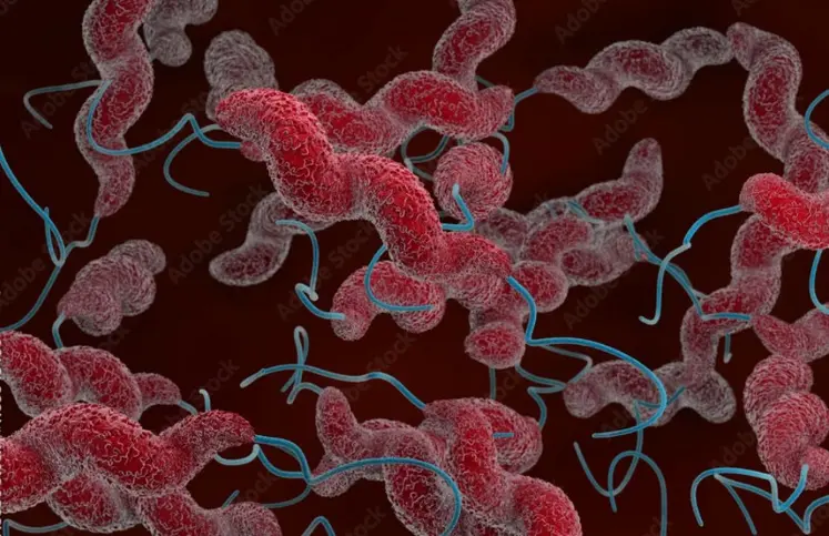 Bactérie campylobacter, une menace alimentaire