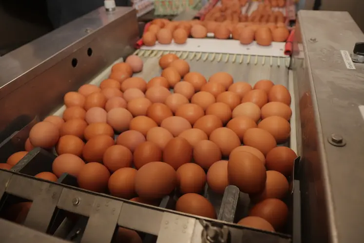 <em class="placeholder">arrivée des oeufs pondus le matin dans la salle de tri de l'éléveur</em>