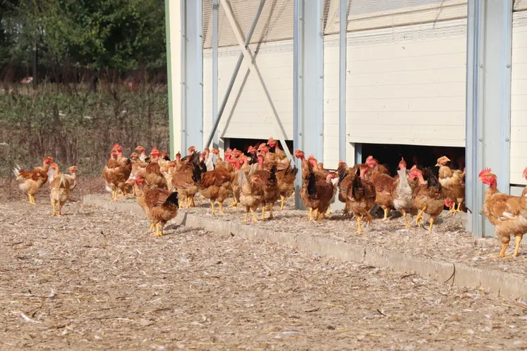 <em class="placeholder">Les volailles fermières Label rouge représentent 13% des volailles françaises produites. Une proportion stable depuis 2023.</em>