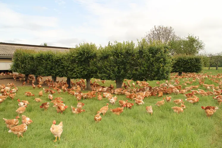 poulet label rouge sur un parcours avec des haies