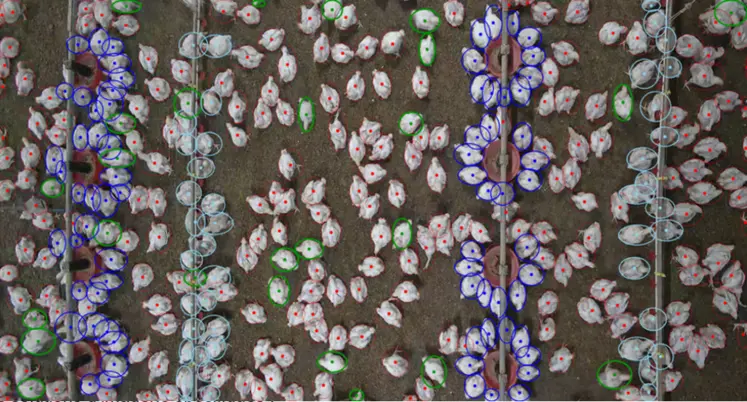 <em class="placeholder">Le projet EWelfareTrack 2.0 vise au suivi individuel en temps réel des poulets de chair à l’aide d’algorithmes d’analyses d’images.</em>