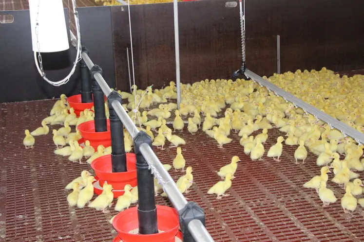 <em class="placeholder">Tout est fait pour stimuler l’alimentation et l’abreuvement des canetons (ici à 5 jours).</em>