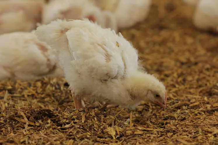 <em class="placeholder">La priorité de la coopérative Le Gouessant est de mettre l’accent sur le suivi technique avant et après la reprise.</em>