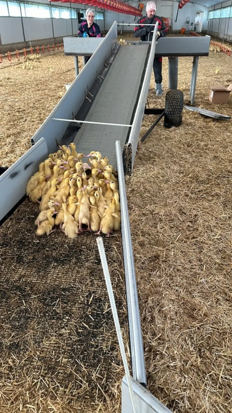 <em class="placeholder">Guillian et Régis Massey, éleveurs de canards dans les Landes : « Ce tapis motorisé est simple, sûr et efficace. Il génère moins de fatigue et de stress pour les ...</em>